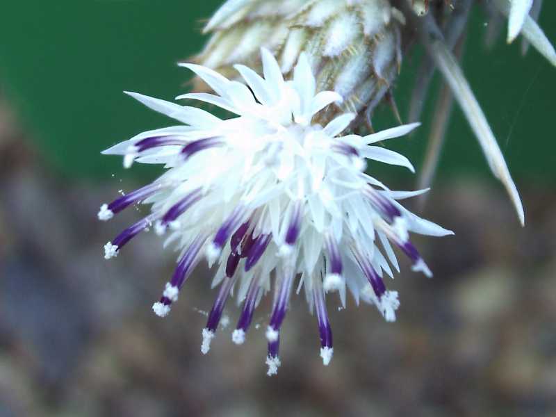 Centaurea horrida / Fiordaliso spinoso